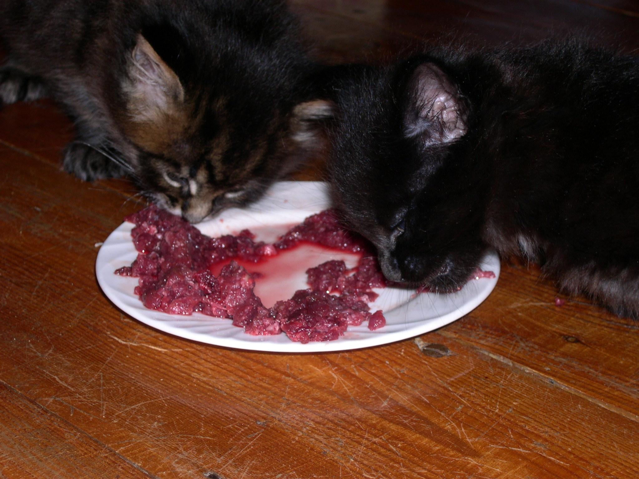 Kittens eating minced rabbit
